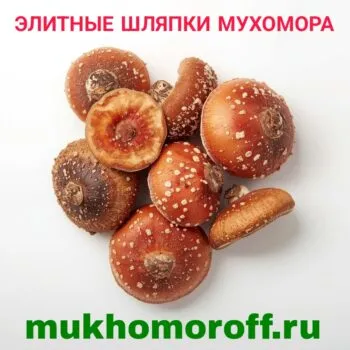 Элитные шляпки мухомора