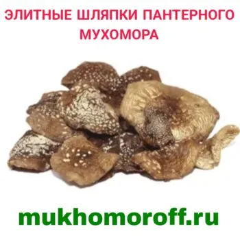 Элитные шляпки пантерного мухомора