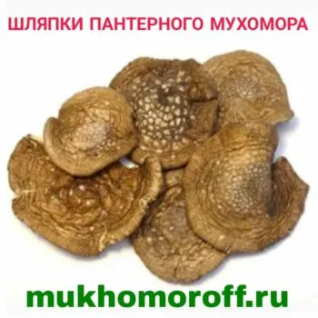 Шляпки пантерного мухомора