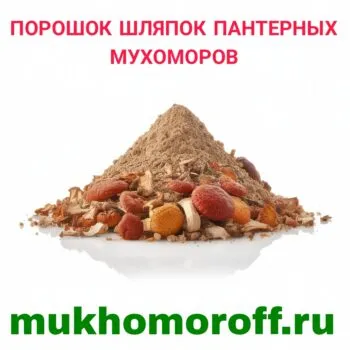 Порошок шляпок пантерных мухоморов