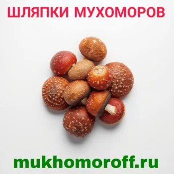 Шляпки мухоморов