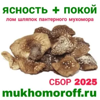 Лом шляпок пантерного мухомора