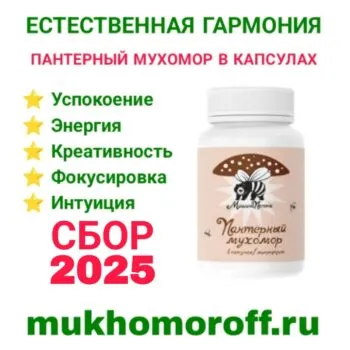 Пантерный мухомор в капсулах (микродозинг)