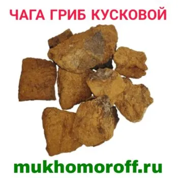 Чага гриб кусковой