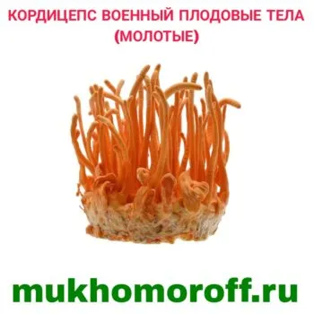 Кордицепс военный плодовые тела (молотые) 100 г