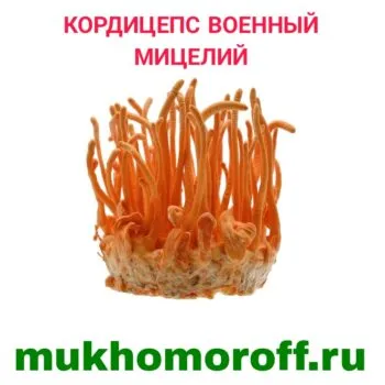 Кордицепс военный мицелий 100 г