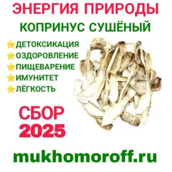 Гриб Копринус сушеный