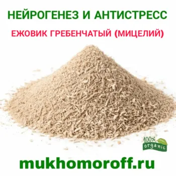 ежовик гребенчатый мицелий