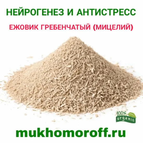 ежовик гребенчатый мицелий