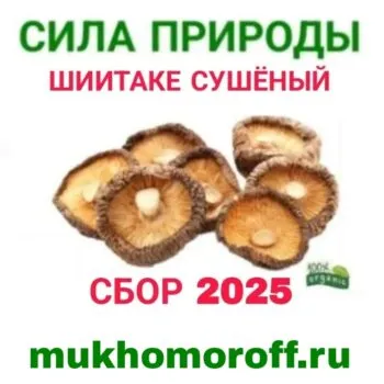 шиитаке гриб